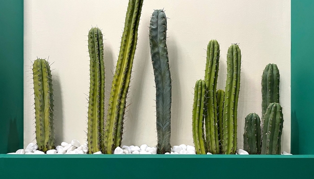 cactuses